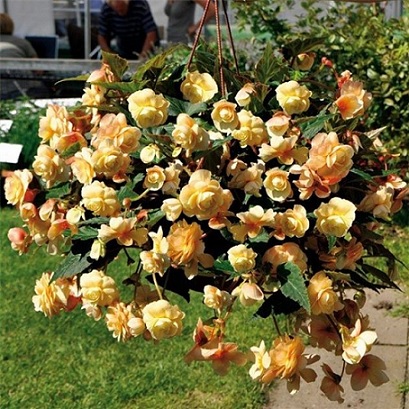 Begonia_rosana_champagner_1