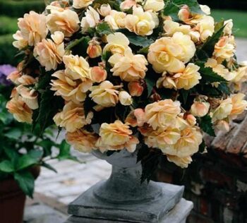 Begonia_rosana_champagner_2