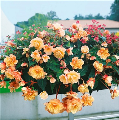 Begonia_rosana_champagner_3