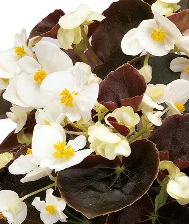 Begonia_semperflorens_Marsala_F1_White_1