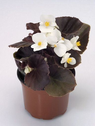 Begonia_semperflorens_Marsala_F1_White_2