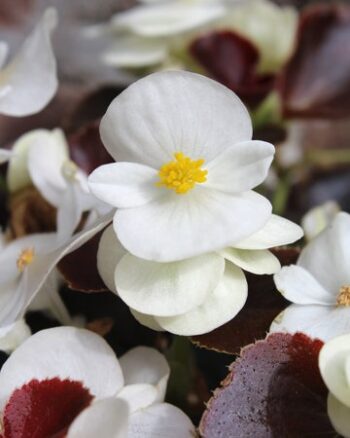 Begonia_semperflorens_Marsala_F1_White_3