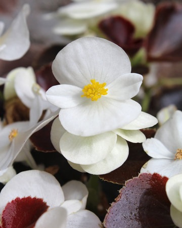 Begonia_semperflorens_Marsala_F1_White_3