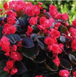Begonia semperflorens doublet red