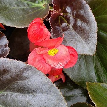 Begonia_semperflorens_doublet_red_1