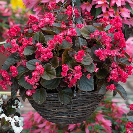 Begonia_semperflorens_doublet_red_2
