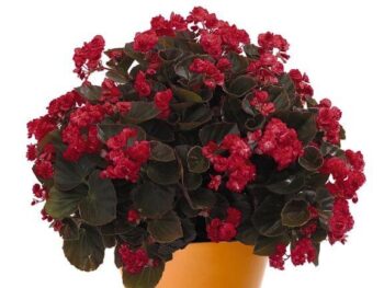 Begonia_semperflorens_doublet_red_3