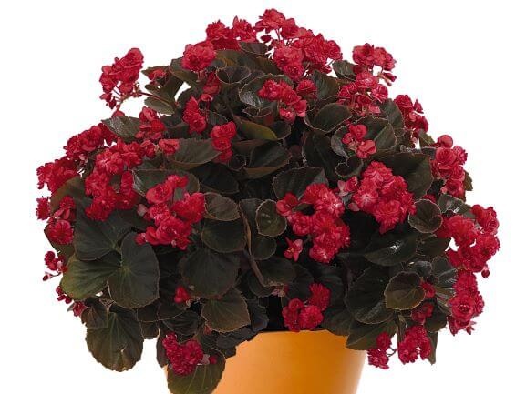 Begonia_semperflorens_doublet_red_3