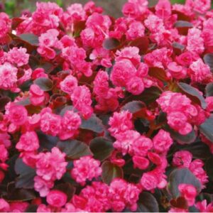 Begonia semperflorens doublet rose