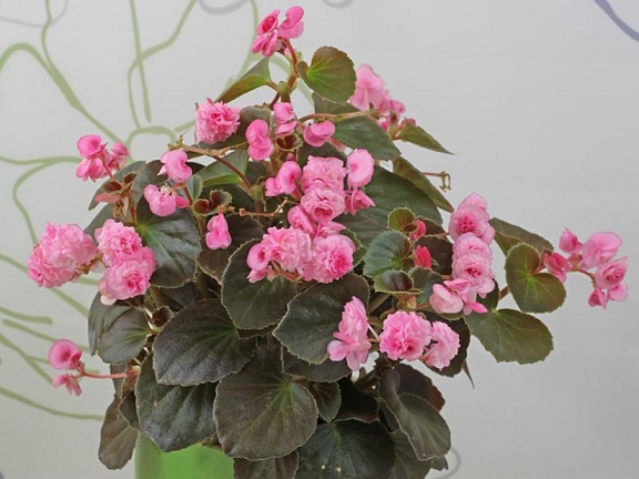 Begonia_semperflorens_doublet_rose_3