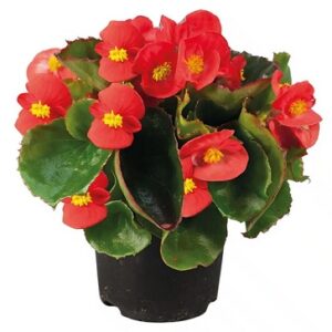 Begonia super olympia F1 red