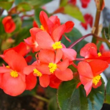 Begonia_super_olympia_F1_red_1