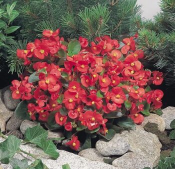 Begonia_super_olympia_F1_red_2