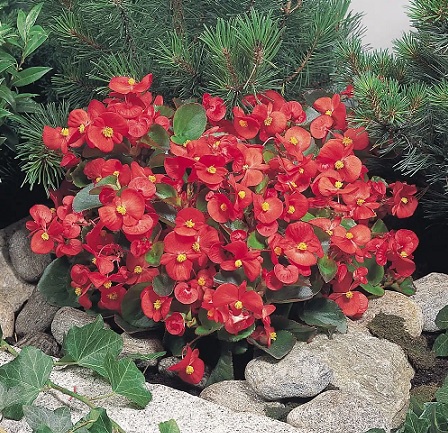 Begonia_super_olympia_F1_red_2
