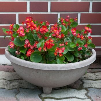 Begonia_super_olympia_F1_red_3
