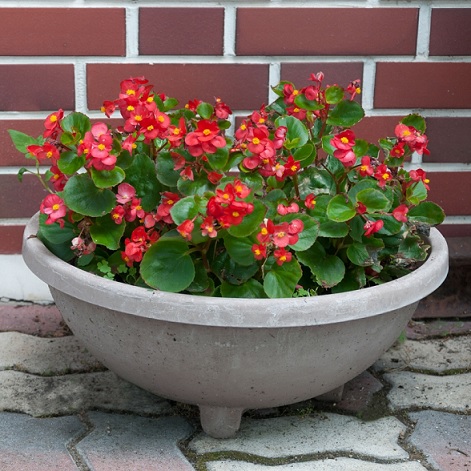 Begonia_super_olympia_F1_red_3
