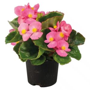 Begonia super olympia F1 rose