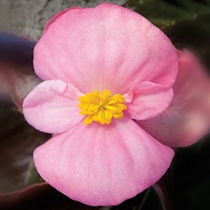 Begonia_super_olympia_F1_rose_1