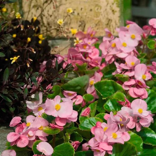 Begonia_super_olympia_F1_rose_2