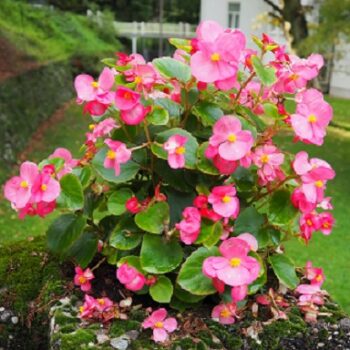 Begonia_super_olympia_F1_rose_3