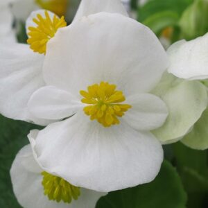 Begonia super olympia F1 white