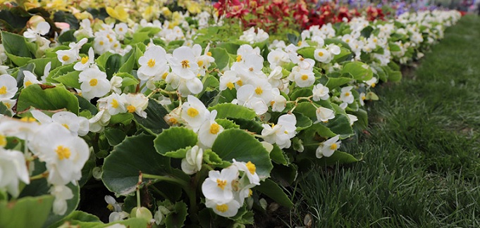 Begonia_super_olympia_F1_white_1