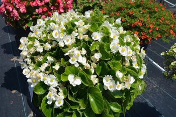 Begonia_super_olympia_F1_white_2