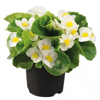 Begonia_super_olympia_F1_white_3