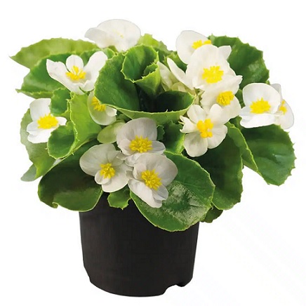 Begonia_super_olympia_F1_white_3