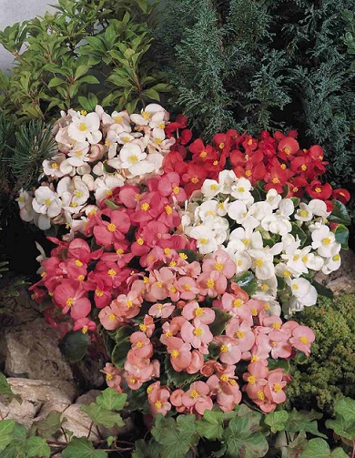 Begonia_superstar_F1_mix_1