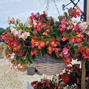 Begonia_superstar_F1_mix_2