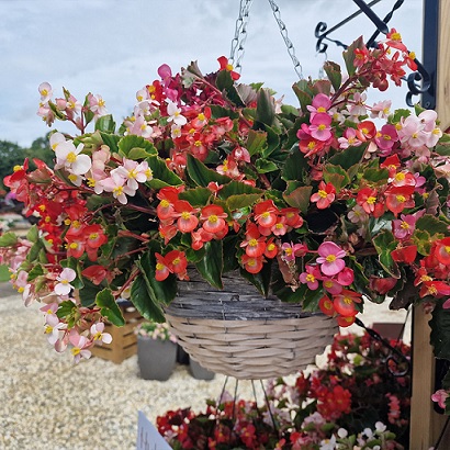 Begonia_superstar_F1_mix_2