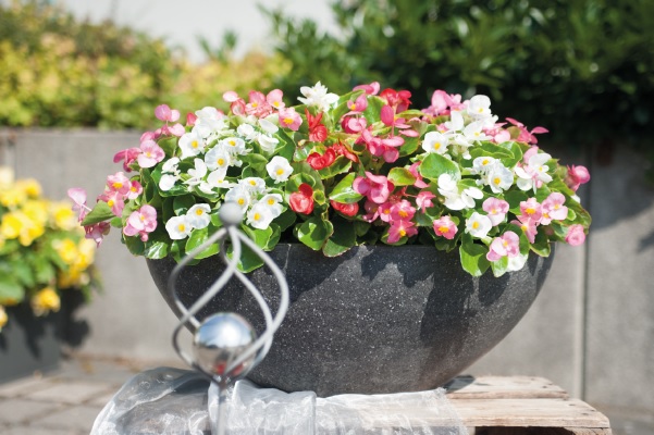 Begonia_superstar_F1_mix_3