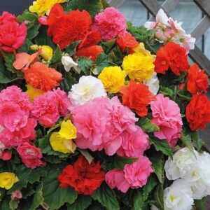 Begonia tuberhydrida Nonstop F1 mix