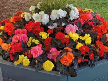 Begonia_tuberhydrida_Nonstop_F1_mix_1
