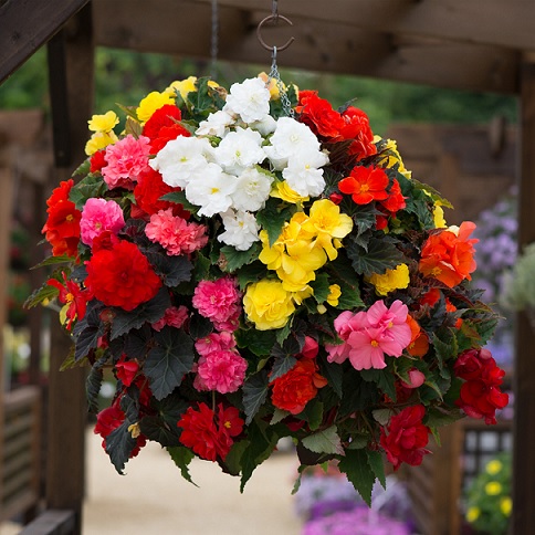 Begonia_tuberhydrida_Nonstop_F1_mix_2