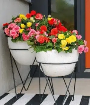 Begonia_tuberhydrida_Nonstop_F1_mix_3