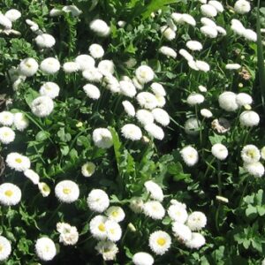 Bellis perennis beluga compact white