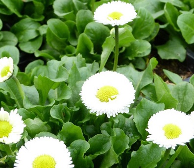 Bellis_perennis_beluga_compact_white_2
