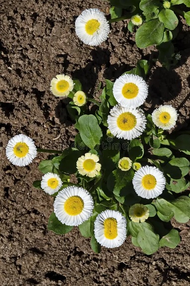 Bellis_perennis_beluga_compact_white_3