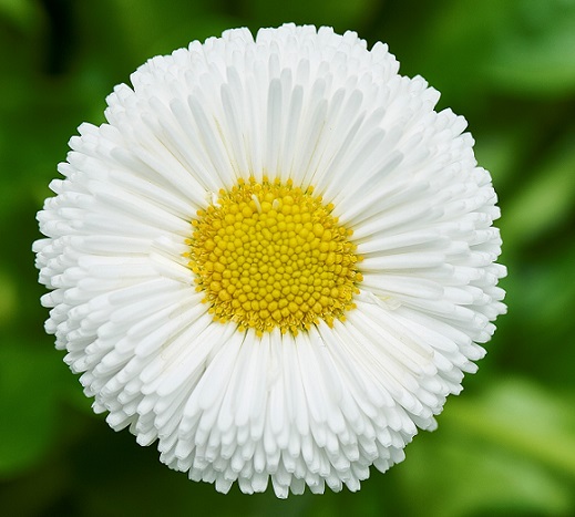Bellis_perennis_beluga_compact_white_4