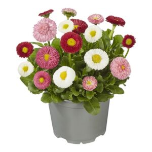 Bellis perennis beluga compact mix