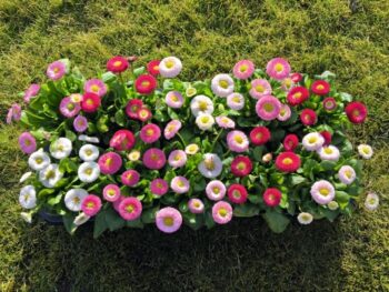 Bellis_perennis_beluga_mix_2