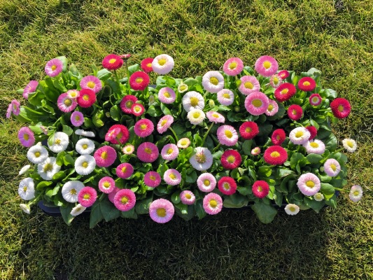 Bellis_perennis_beluga_mix_2