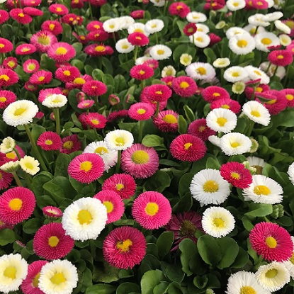 Bellis_perennis_beluga_mix_3