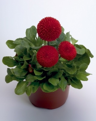 Bellis_perennis_tasso_red_1