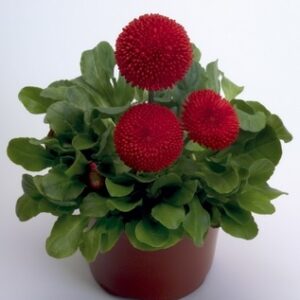 Bellis perennis tasso red