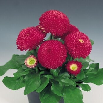 Bellis_perennis_tasso_red_2