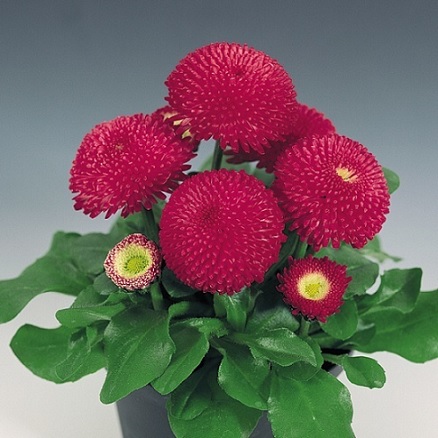 Bellis_perennis_tasso_red_2