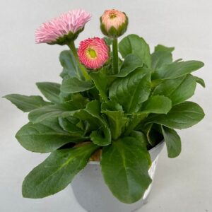 Bellis perennis tasso robella